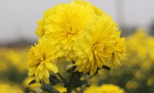 千畝云臺(tái)冰菊盛開，誠邀您蒞臨免費(fèi)參觀！