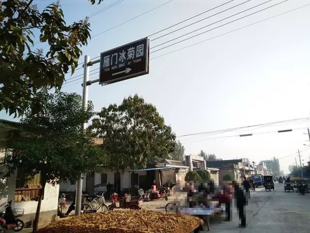 如何找到云臺冰菊？怎樣找到云臺冰菊？